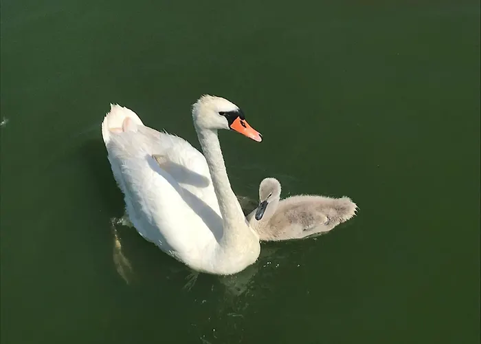 Bungalow-jessern Im Gruenen Mit Seeblick Schwielochsee